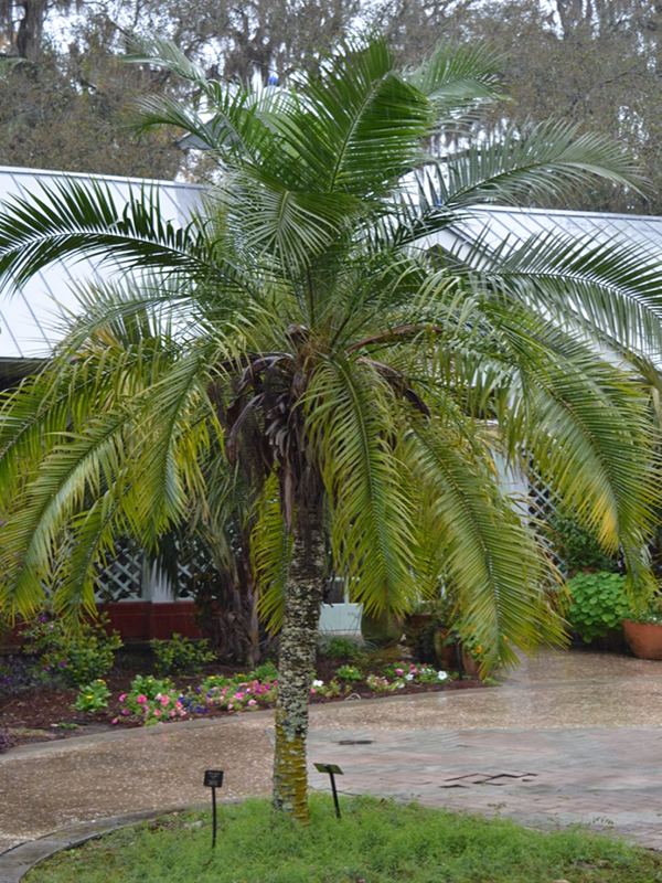 Phoenix rupicola x roebelenii, form, Harry P. Leu Gardens, Orlando, Florida, United States of America. Phoenix rupicola x roebelenii, form, Harry P. Leu Gardens, Orlando, Florida, United States of America.
