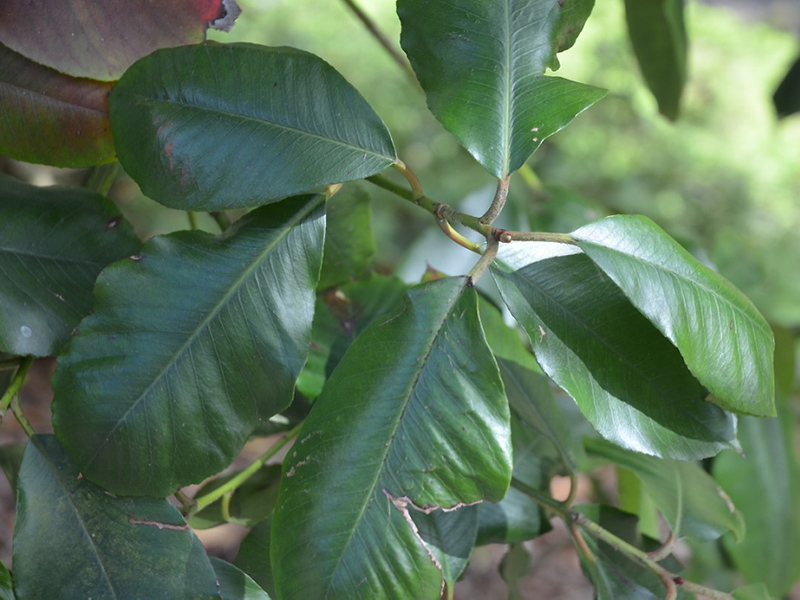 Photinia prionophylla, leaf. National Trust Trelissick Garden, Feock, near Truro, Cornwall, United Kingdom. Photinia prionophylla, leaf. National Trust Trelissick Garden, Feock, near Truro, Cornwall, United Kingdom.