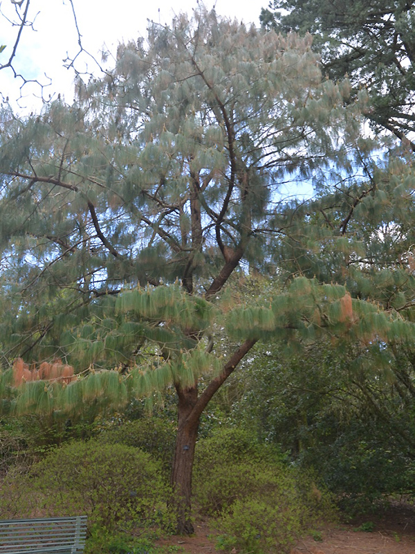 Pinus patula, form. National Trust Trelissick Garden, Feock, near Truro, Cornwall, United Kingdom. Pinus patula, form. National Trust Trelissick Garden, Feock, near Truro, Cornwall, United Kingdom.
