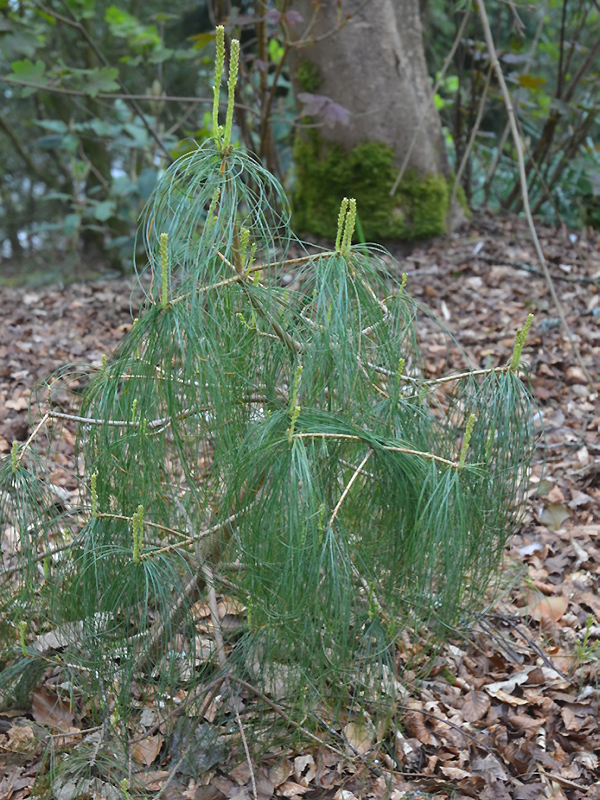 Pinus bhutanica, form. National Trust Trelissick Garden, Feock, near Truro, Cornwall, United Kingdom. Pinus bhutanica, form. National Trust Trelissick Garden, Feock, near Truro, Cornwall, United Kingdom.