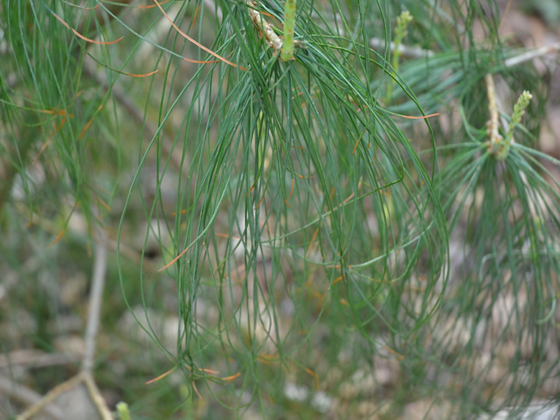 Pinus bhutanica, leaf. National Trust Trelissick Garden, Feock, near Truro, Cornwall, United Kingdom. Pinus bhutanica, leaf. National Trust Trelissick Garden, Feock, near Truro, Cornwall, United Kingdom.