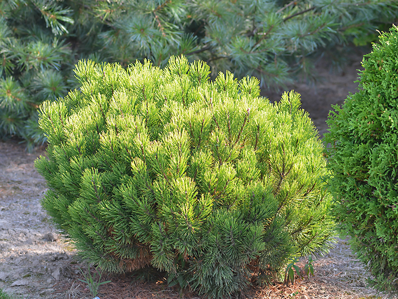 Ceppo ad alta Nano giapponese ragazza Pino 80-100cm Pinus parviflora 