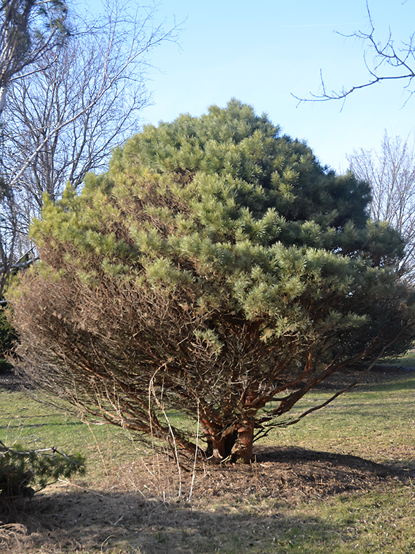 Pinus sylvestis 'Watereri' at the Arboretum, University of Guelph, Guelph, Ontario, Canada. Pinus sylvestis 'Watereri' at the Arboretum, University of Guelph, Guelph, Ontario, Canada.