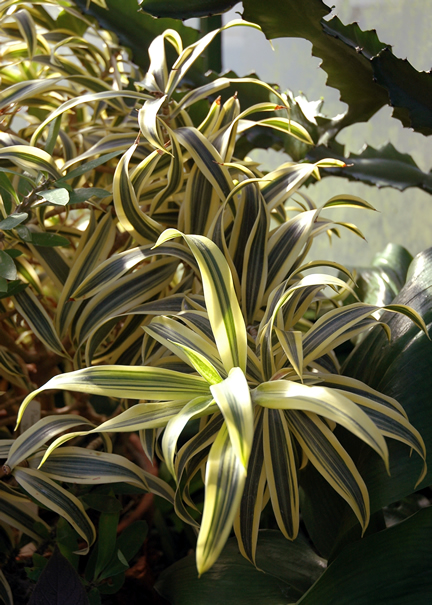 calathea prayer plants Calathea Ornata 'Pinstripe' Prayer Plant
