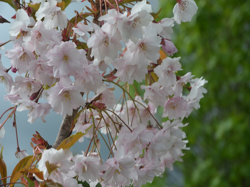 Prunus 'Horinji', flower, Caerhays Castle, Goran, Cornwall, United Kingdom. Prunus 'Horinji', flower, Caerhays Castle, Goran, Cornwall, United Kingdom.