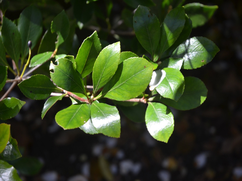 Rhaphiolepis × delacourii, leaf, Trengwainton Garden, Madron, near Penzance, Cornwall, United Kingdom. Rhaphiolepis × delacourii, leaf, Trengwainton Garden, Madron, near Penzance, Cornwall, United Kingdom.