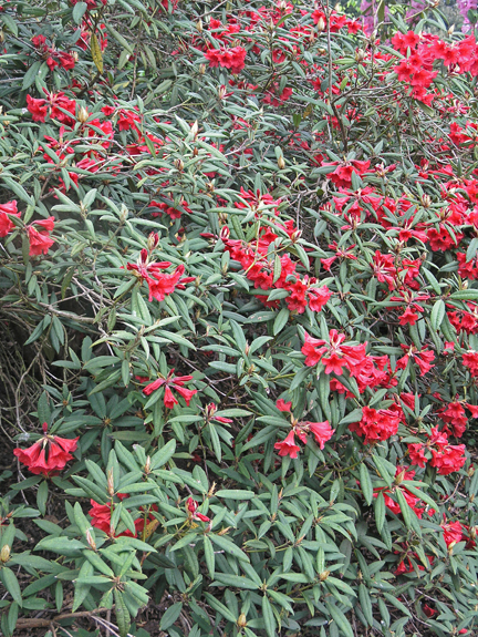 World Plants