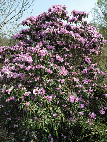 what is rhododendron plant Nova Zembla Rhododendron