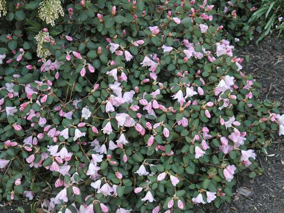 rhododendron dngen mit hornspne Rhododendron Dnger flssig 5 L
