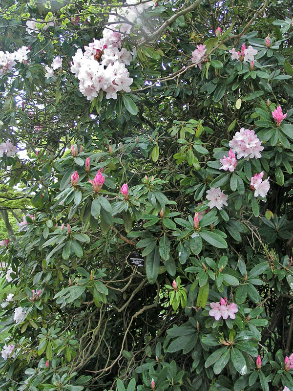 Rhododendron 'Rainbow'. Rhododendron 'Rainbow'.