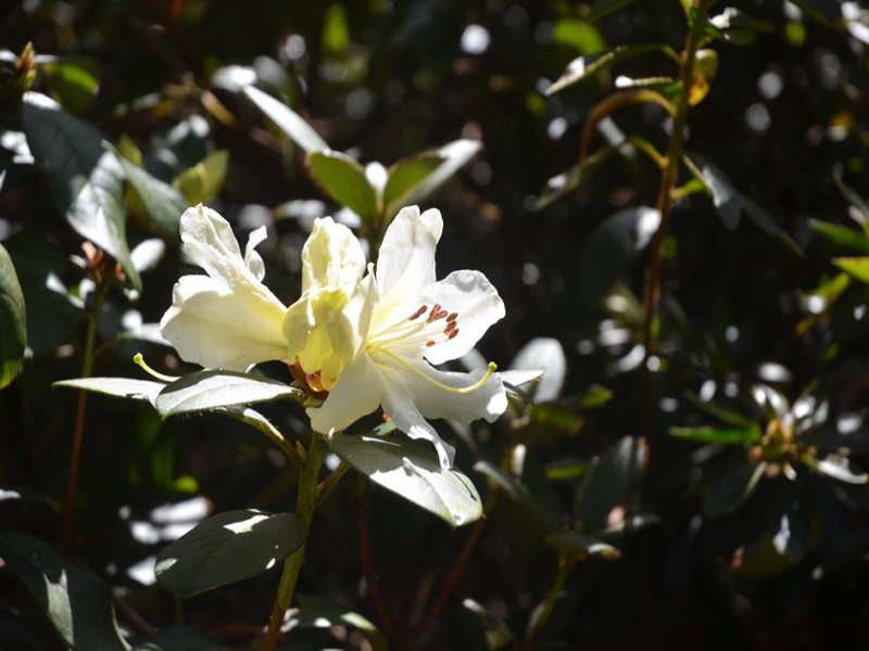 Rhododendron johnstoneanum, flower, Trengwainton Garden, Madron, near Penzance, Cornwall, United Kingdom. Rhododendron johnstoneanum, flower, Trengwainton Garden, Madron, near Penzance, Cornwall, United Kingdom.