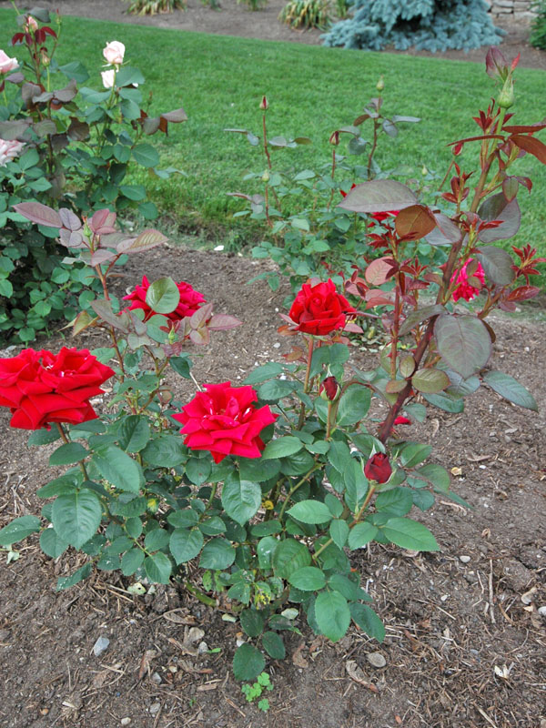 Rosa 'Konrad Henkel'. Rosa 'Konrad Henkel'.