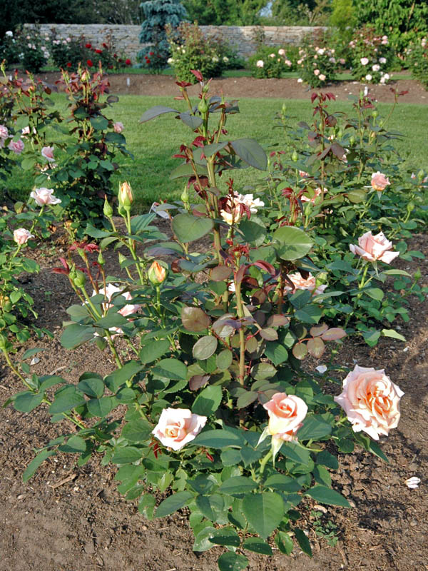 Rosa 'Warm Wishes'. Rosa 'Warm Wishes'.