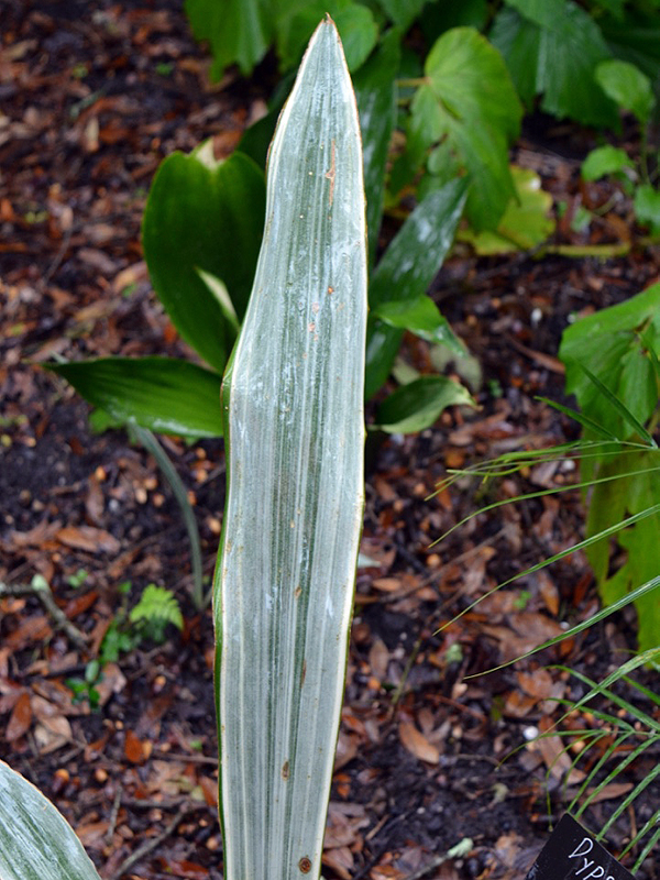 Sansevieria hyacinthoides 'Siam Silver', leaf. Harry P. Leu Gardens, Orlando, Florida, United States of America. Sansevieria hyacinthoides 'Siam Silver', leaf. Harry P. Leu Gardens, Orlando, Florida, United States of America.