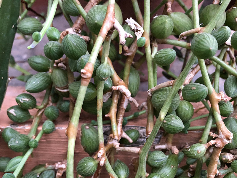 Senecio herrainus, leaves. Chelsea Physic Garden, London, United Kingdom. Senecio herrainus, leaves. Chelsea Physic Garden, London, United Kingdom.