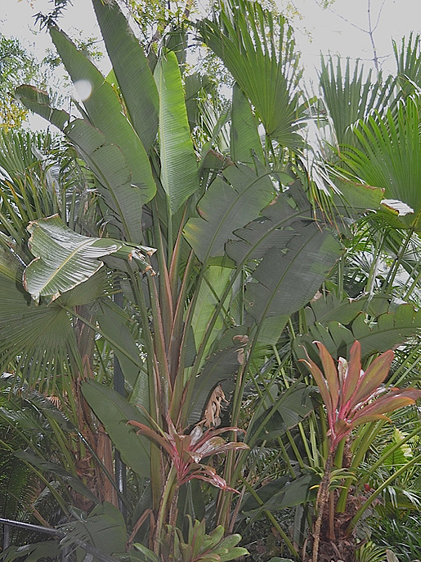 Strelitzia nicolai, form. Harry P. Leu Gardens, Orlando, Florida, United States of America. Strelitzia nicolai, form. Harry P. Leu Gardens, Orlando, Florida, United States of America.