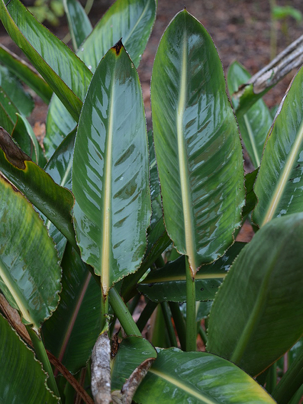 Strelitzia reginae, leaf. Harry P. Leu Gardens, Orlando, Florida, United States of America. Strelitzia reginae, leaf. Harry P. Leu Gardens, Orlando, Florida, United States of America.