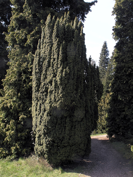 thuja online bestellen Zweige von Thuja Lebensbaum→ Tannengrün und Schnittgrün main image 1