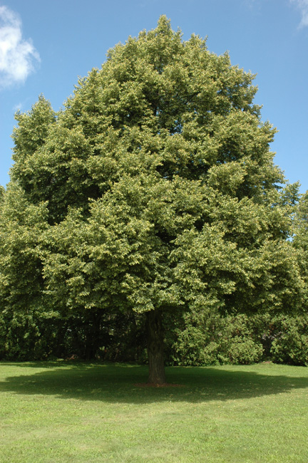 Tilia cordata 'De Groot' Tilia cordata 'De Groot'