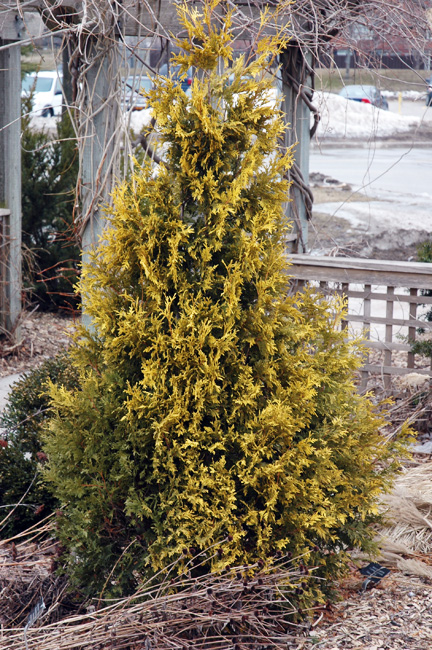 World Plants