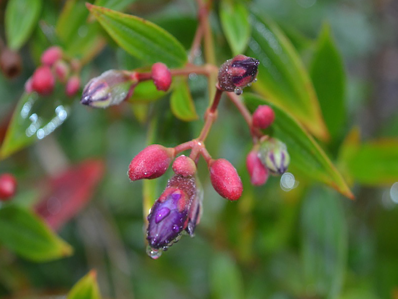 Tibouchina lepidota, bud. Harry P. Leu Gardens, Orlando, Florida, United States of America. Tibouchina lepidota, bud. Harry P. Leu Gardens, Orlando, Florida, United States of America.