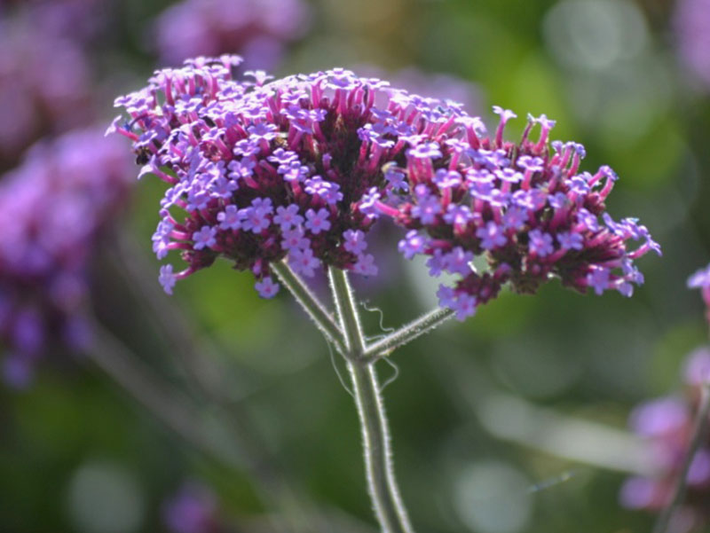 Verbena bonariensis, flower. Verbena bonariensis, flower.
