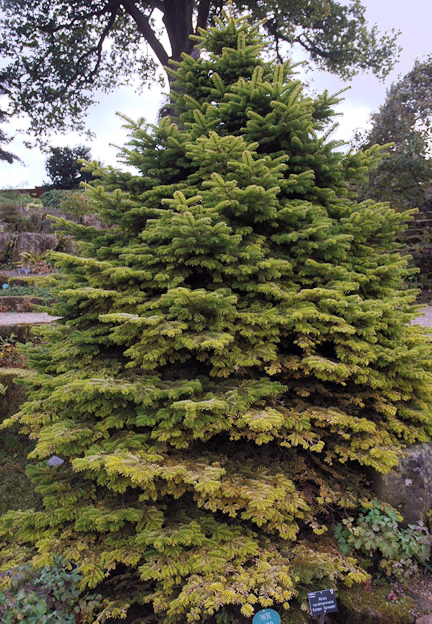 Abies nordmanniana 'Golden Spreader'. Abies nordmanniana 'Golden Spreader'.