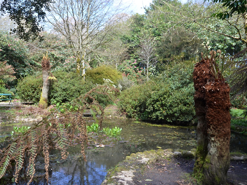 Trengwainton Garden, Madron, near Penzance, Cornwall, United Kingdom. 